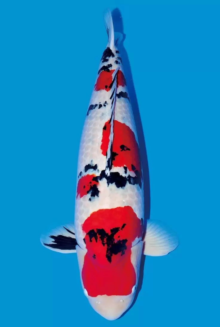Jual Ikan Koi Sanke Berkualitas