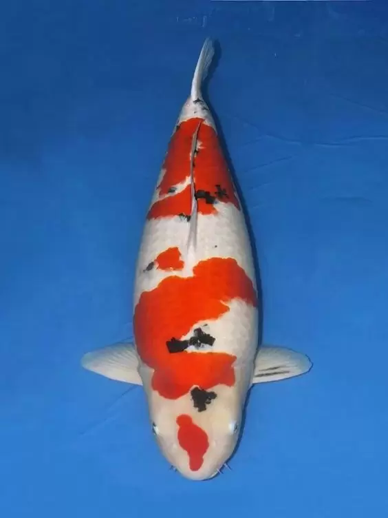 Jual Ikan Koi Sanke Grade A