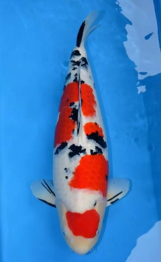 Jual Ikan Koi Sanke Murah