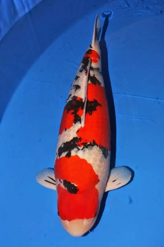 Jual Ikan Koi Sanke Super