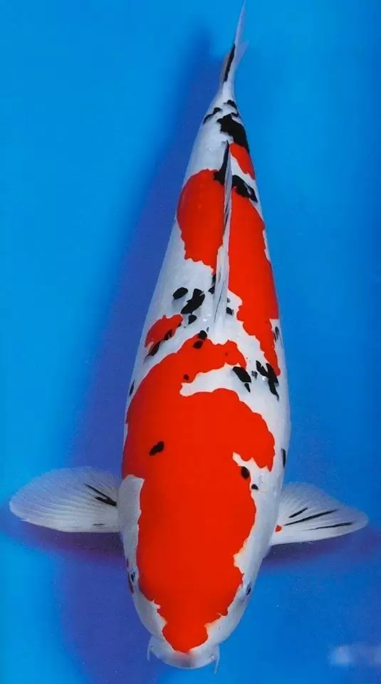 Jual Ikan Koi Sanke Terdekat