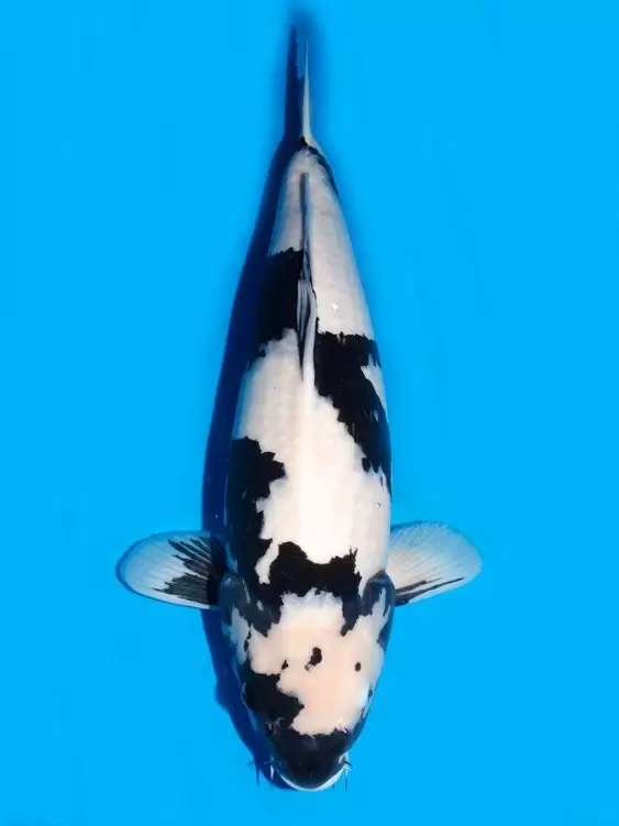 Jual Ikan Koi Shiro Bergaransi Termurah