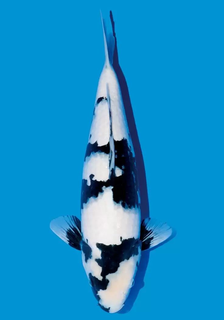 Jual Ikan Koi Shiro Berkualitas