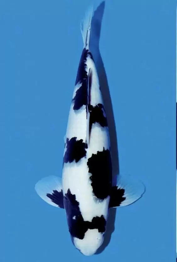 Jual Ikan Koi Shiro Murah