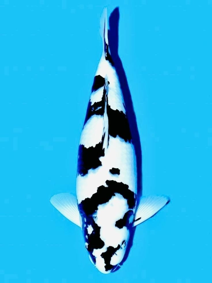 Jual Ikan Koi Shiro Super