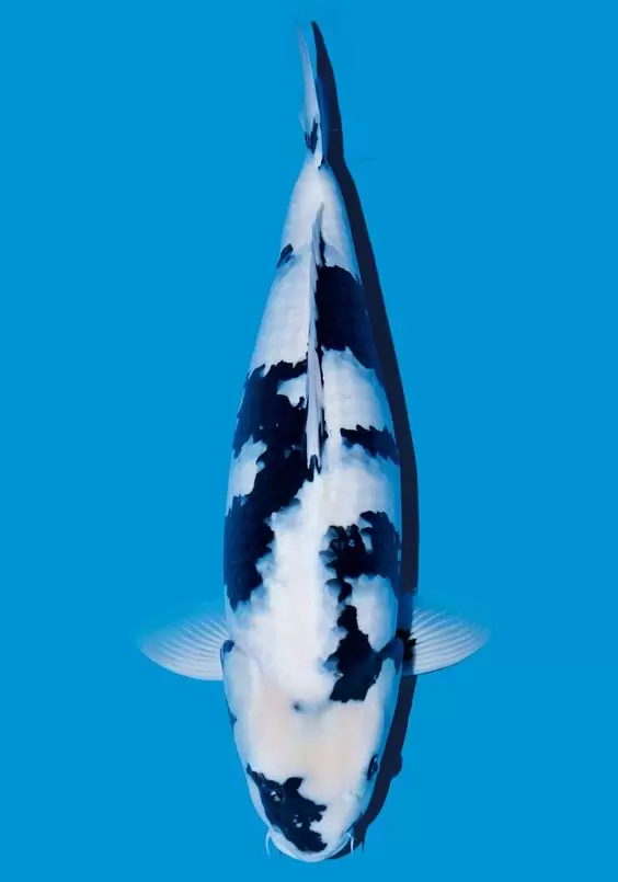 Jual Ikan Koi Shiro Terdekat