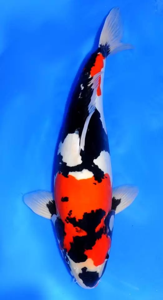Jual Ikan Koi Showa Murah