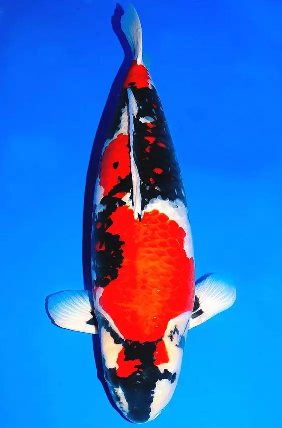 Jual Ikan Koi Showa Super