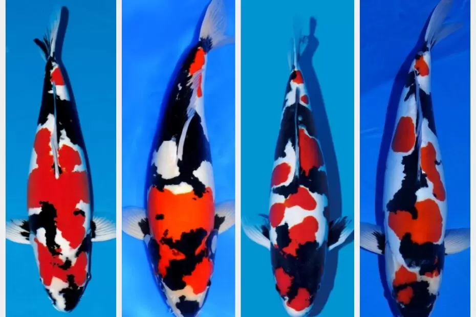 Jual Ikan Koi Showa Terdekat dan Bergaransi
