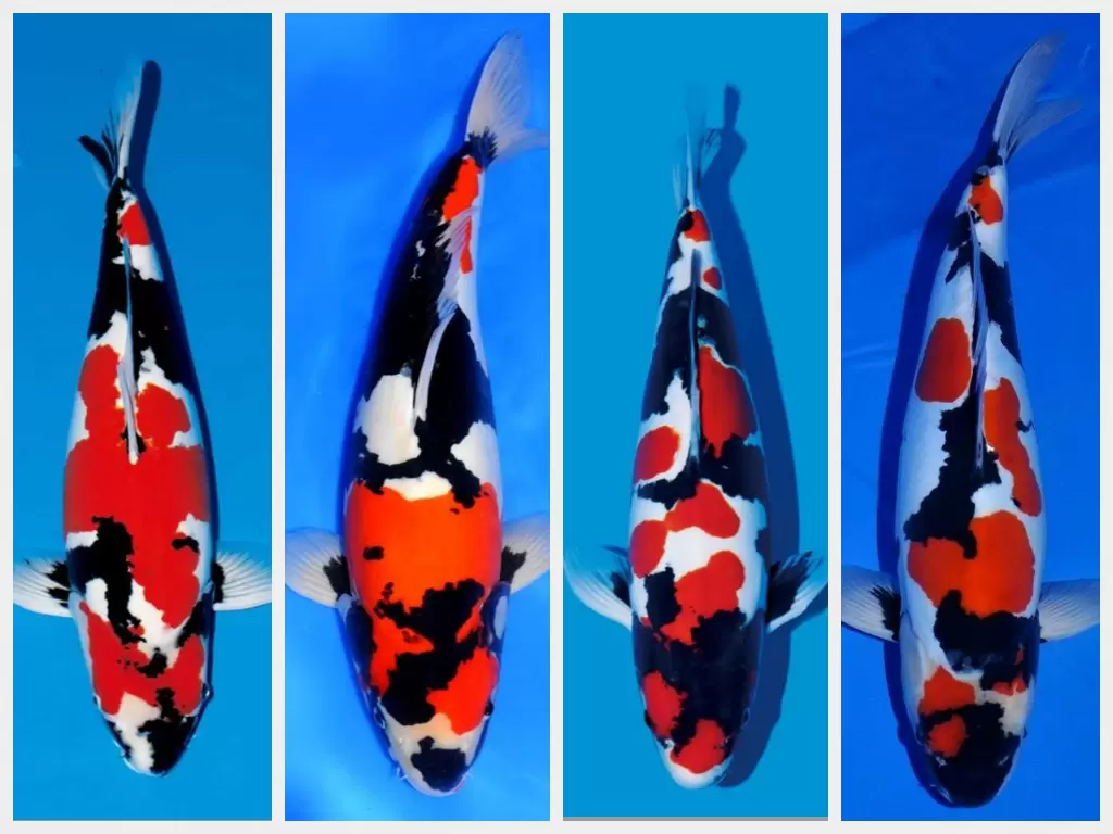 Jual Ikan Koi Showa Terdekat dan Bergaransi