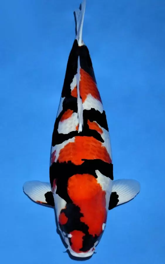 Jual Ikan Koi Showa Terdekat