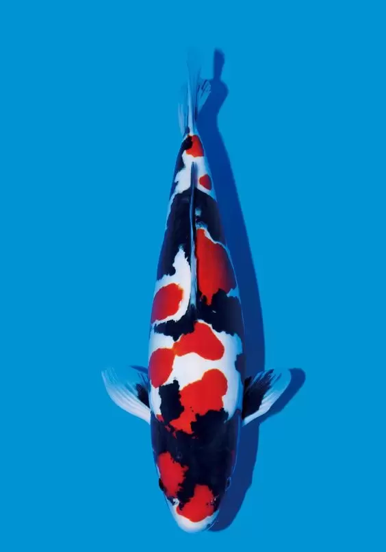 Jual Ikan Koi Showa Termurah Bergaransi