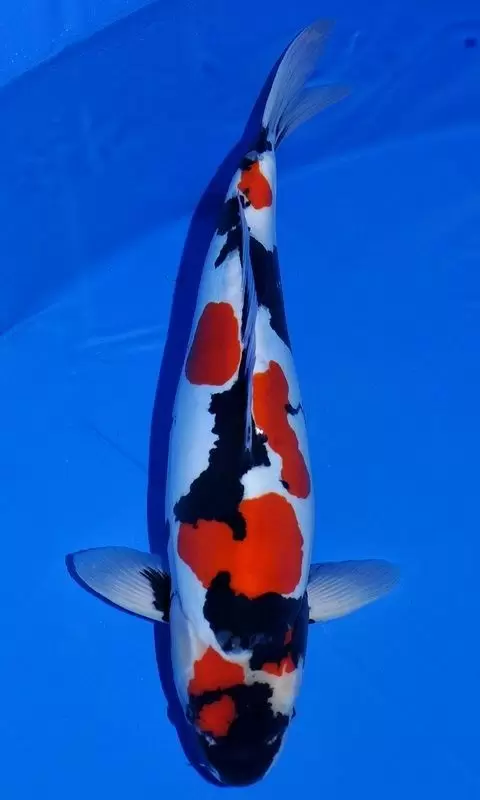 Jual Ikan Koi Termurah Grade A