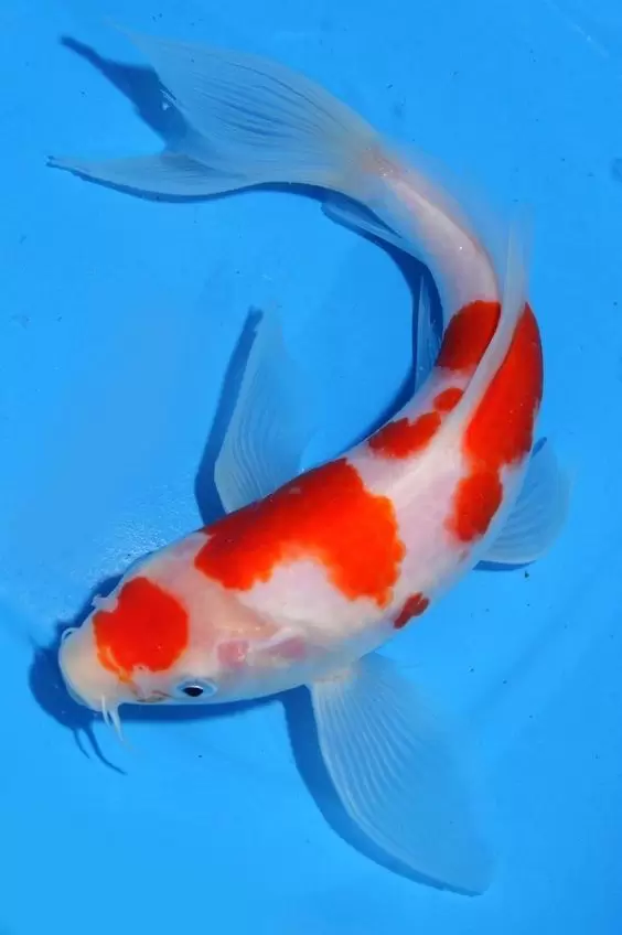Ikan Koi Kohaku Slayer