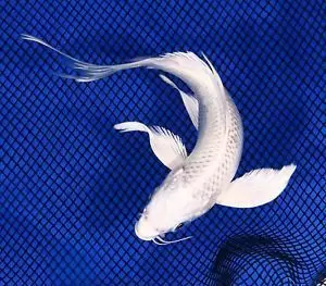 Ikan Koi Platinum Slayer