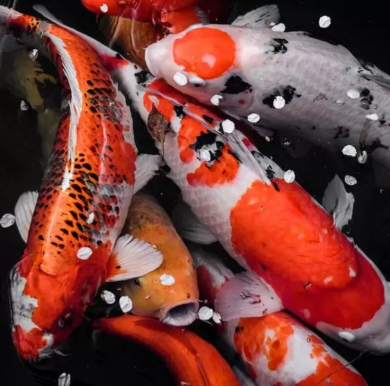 Jual Ikan Koi Blitar Super Grade A