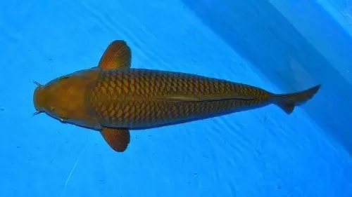 Harga Ikan Koi Chagoi
