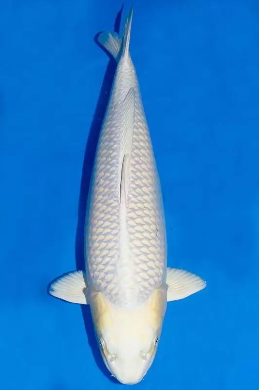 Harga Ikan Koi Jenis Platinum