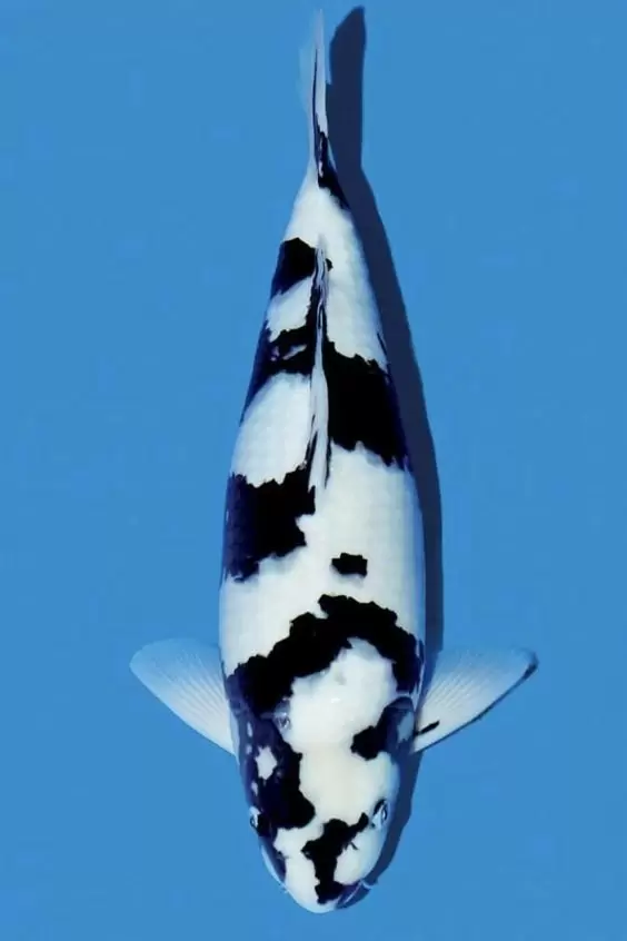 Harga Ikan Koi Jenis Shiro
