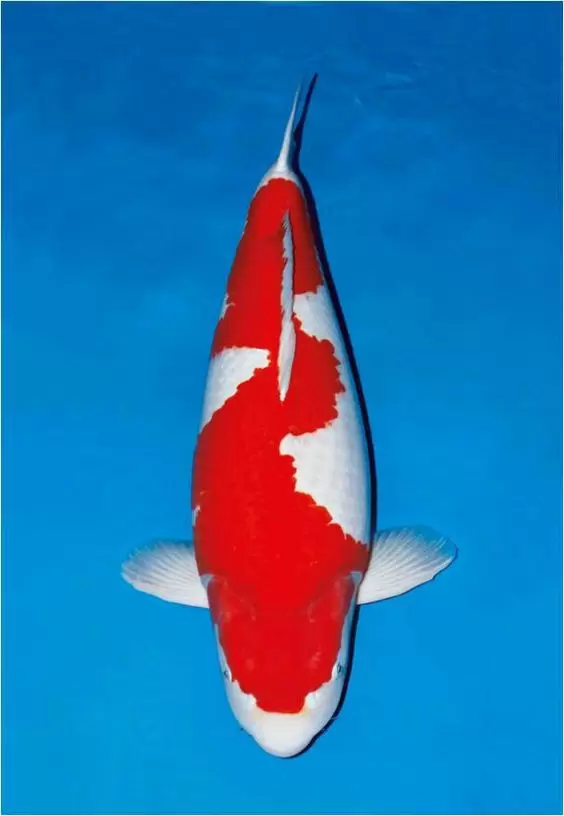 Harga Ikan Koi Kohaku Inazuma