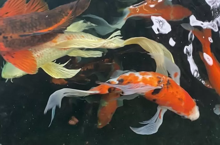 Ikan Koi Kumpay Slayer Super