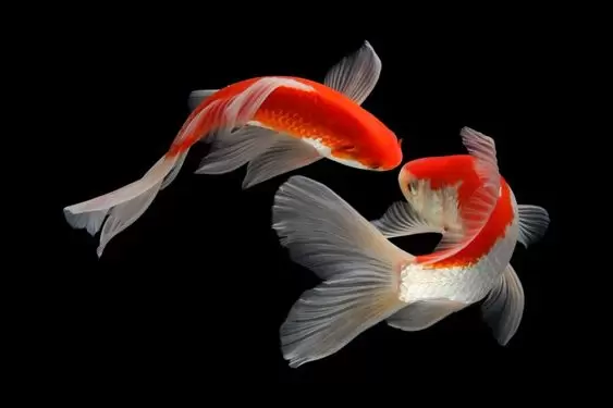 Ikan Koi Kumpay Slayer