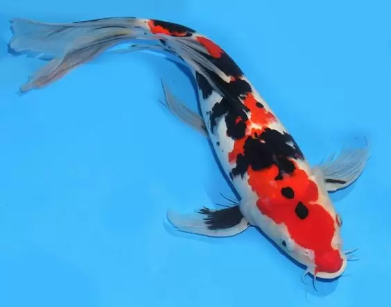 Ikan Koi Sanke Kumpay Slayer