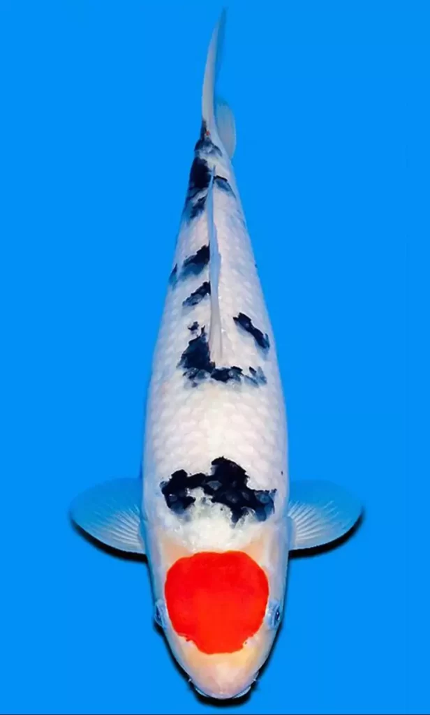 Ikan Koi Tancho Mengenal Jenis Dan Karakter Agro Koi Farm Ikan Koi Tancho Mengenal Jenis Dan Karakter Agro Koi Farm