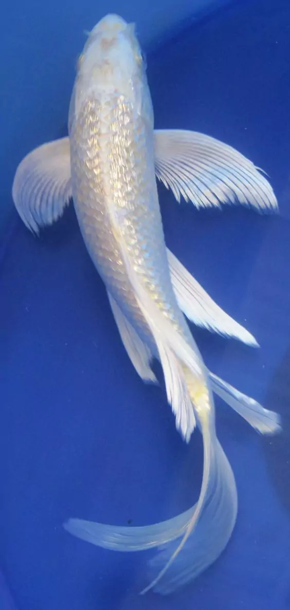 Jual Ikan Koi Platinum Slayer Berkualitas