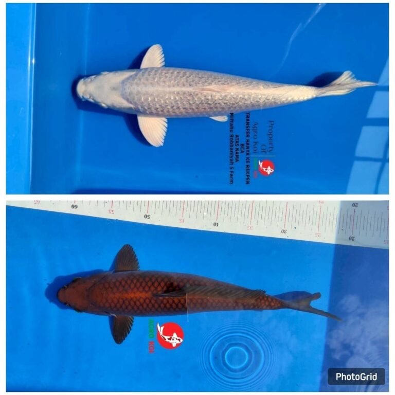 jual ikan koi terdekat di Sumedang