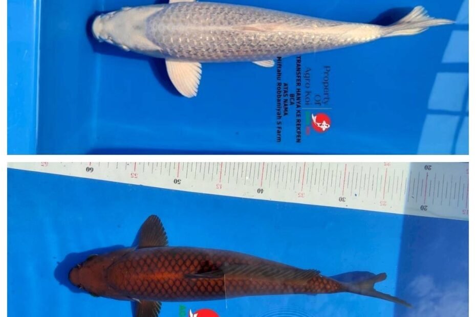 jual ikan koi terdekat di Sumedang