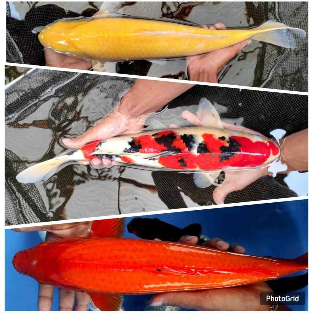 jual ikan koi terdekat di Semarang
