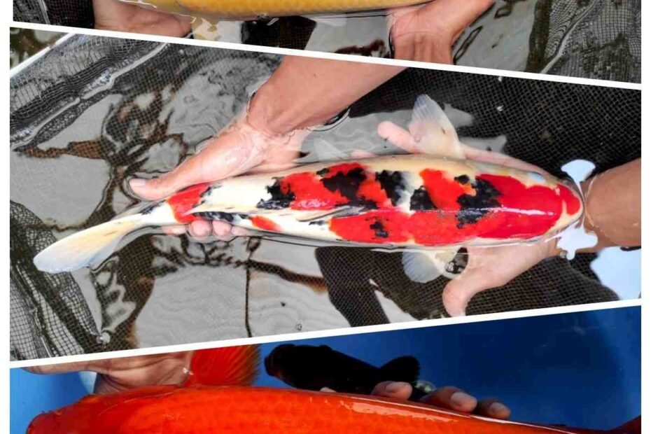 jual ikan koi terdekat di Sukoharjo