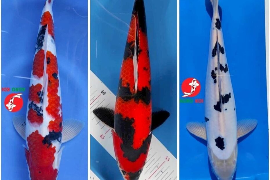 jual ikan koi terdekat di Bekasi
