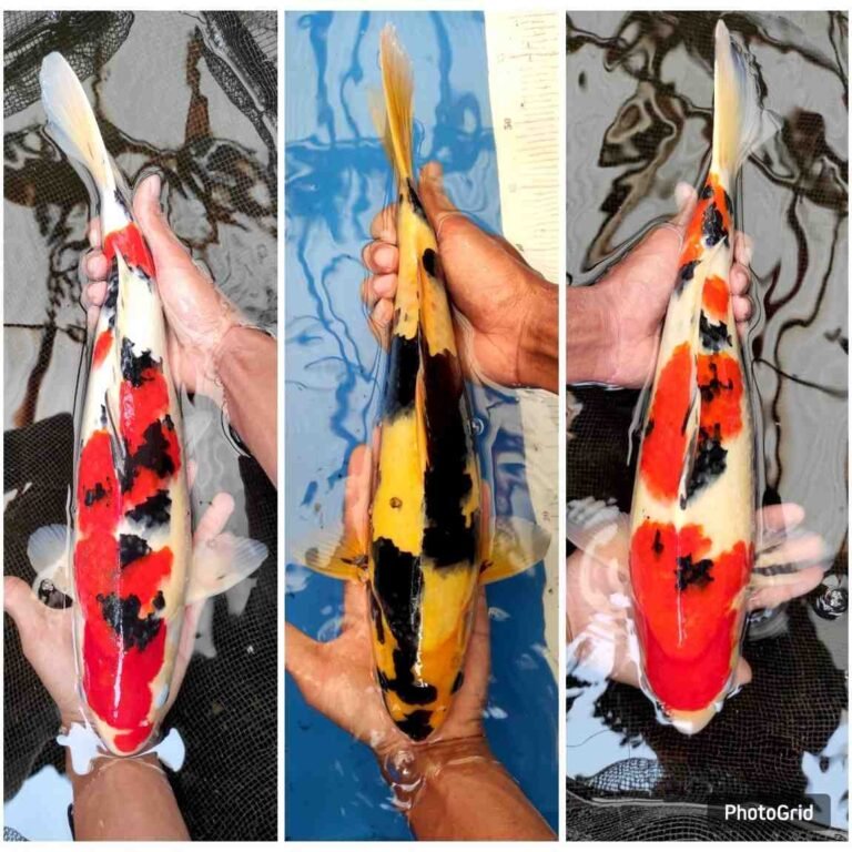 jual ikan koi terdekat di Subang