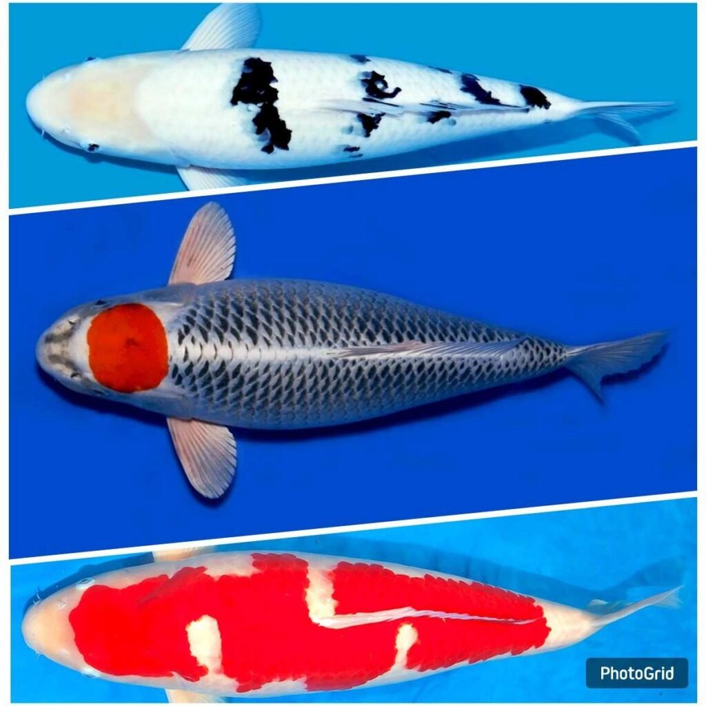 jual ikan koi terdekat di Surabaya