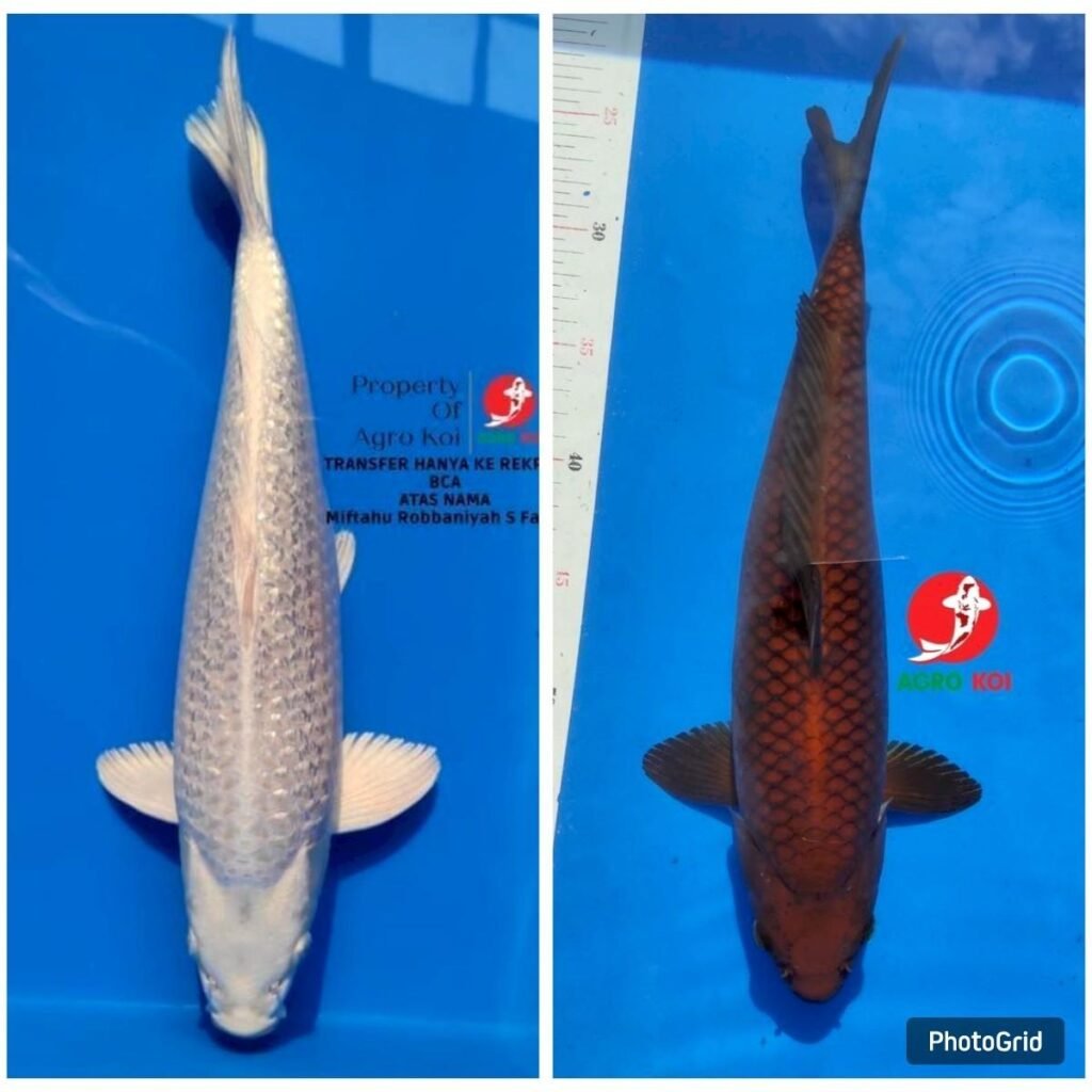 jual ikan koi terdekat di Wonosobo