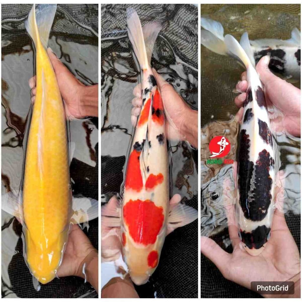jual ikan koi terdekat di Jakarta Pusat
