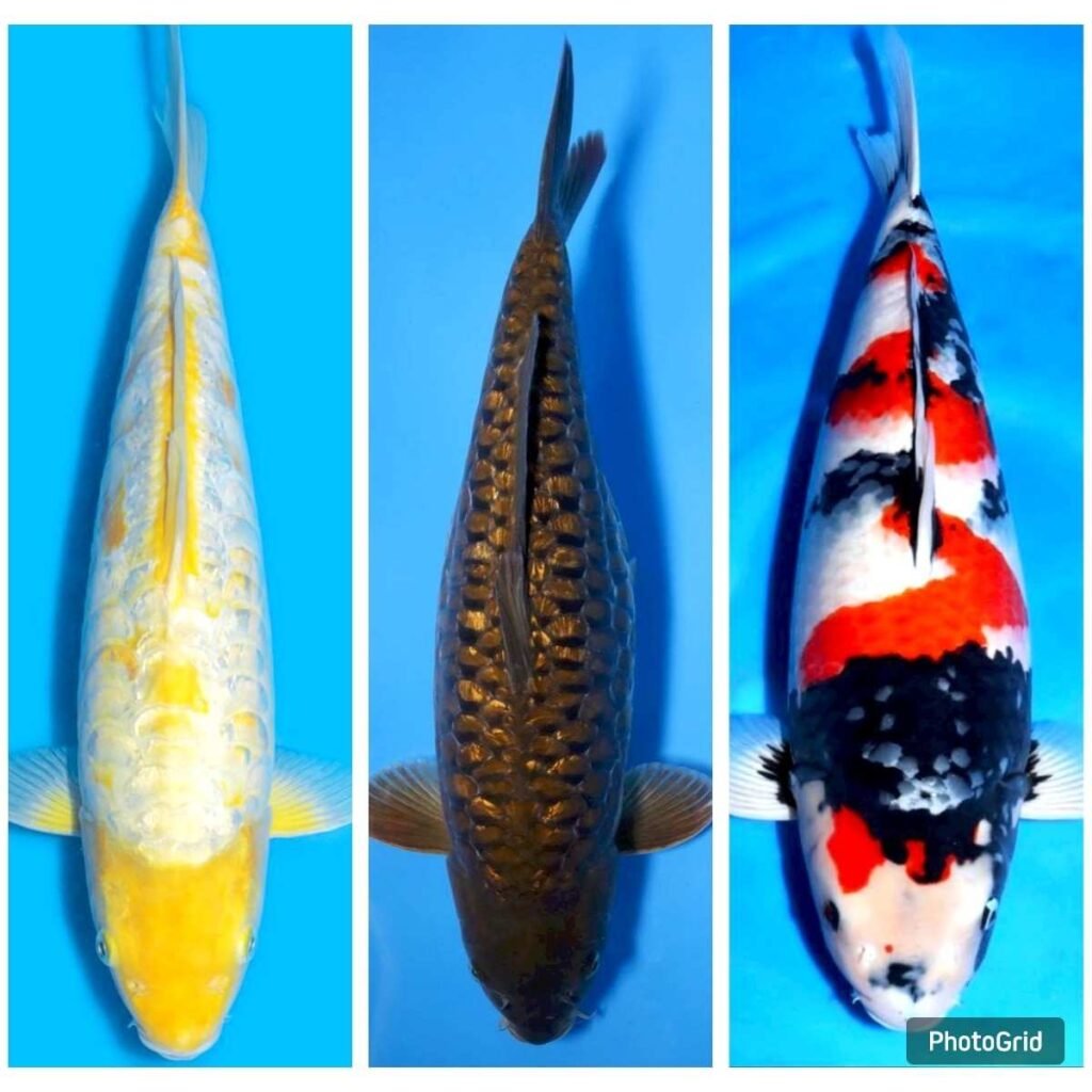 jual ikan koi terdekat di Magelang
