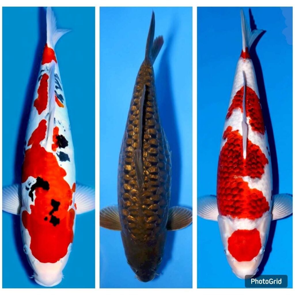 jual ikan koi terdekat di Jakarta Barat