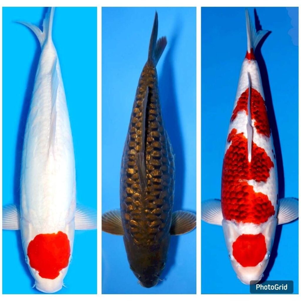 jual ikan koi terdekat di Gunung Kidul