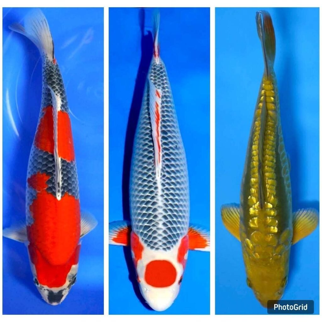 jual ikan koi terdekat di Depok