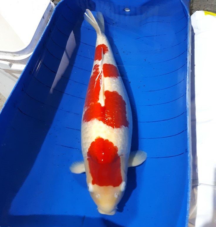 Alasan Mengapa Koi Import Banyak Diminati