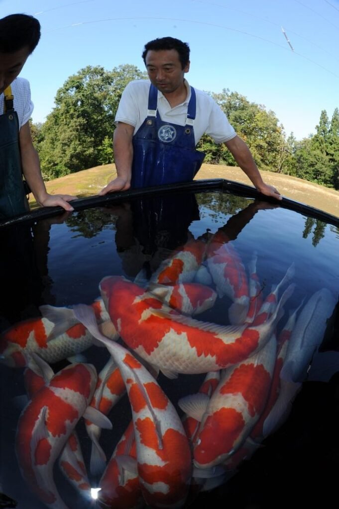 Kisaran Harga Koi Import