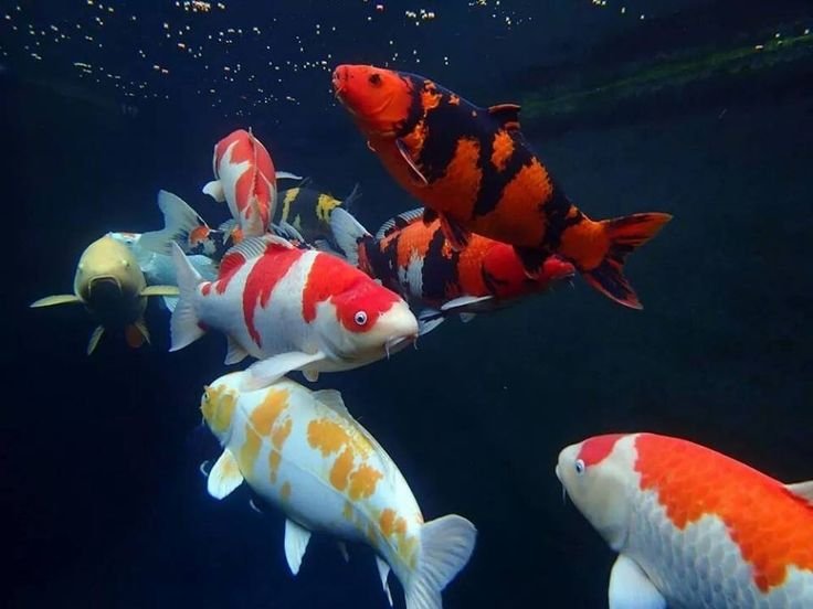 Perawatan Koi Import