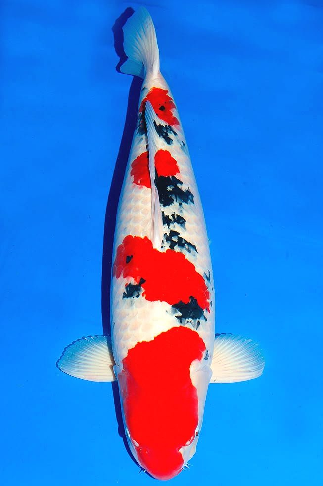 jual koi import sanke