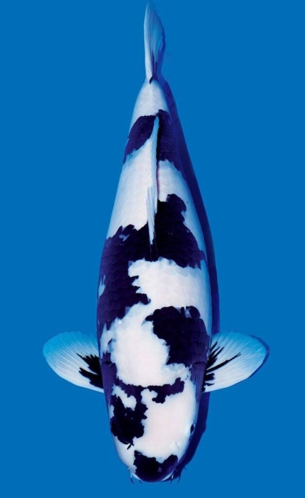 jual koi import shiro