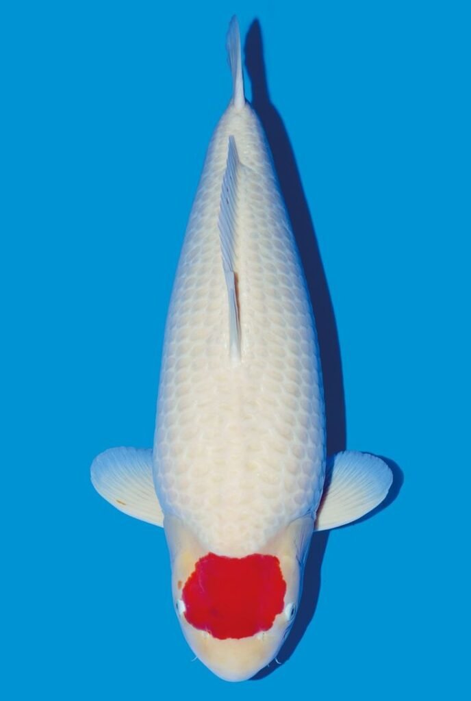 jual koi import tancho