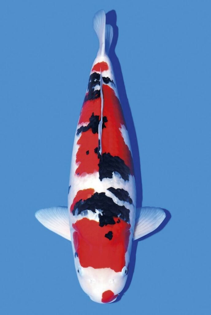 jual koi import showa