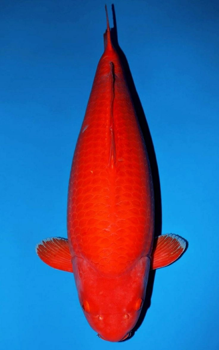 jual ikan koi import benigoi